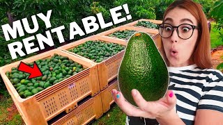 miniatura video